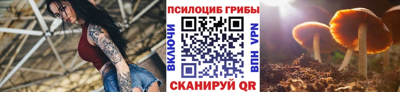 Галлюциногенные грибы Cubensis Строитель