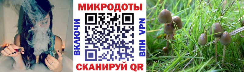 Галлюциногенные грибы Cubensis Строитель